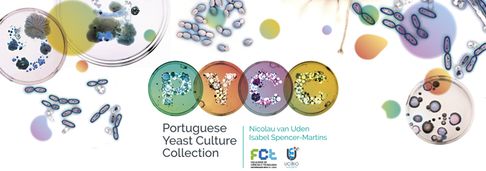 Portuguese Yeast Culture Collection