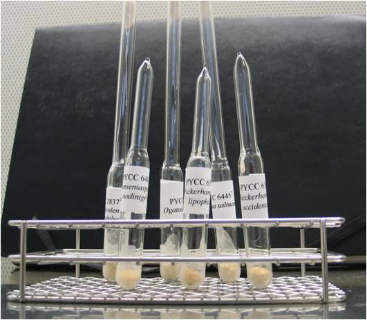 Ampolas liofilizadas