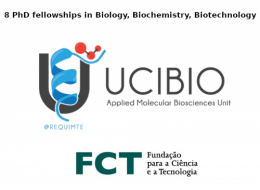 8 phd fellowships porto